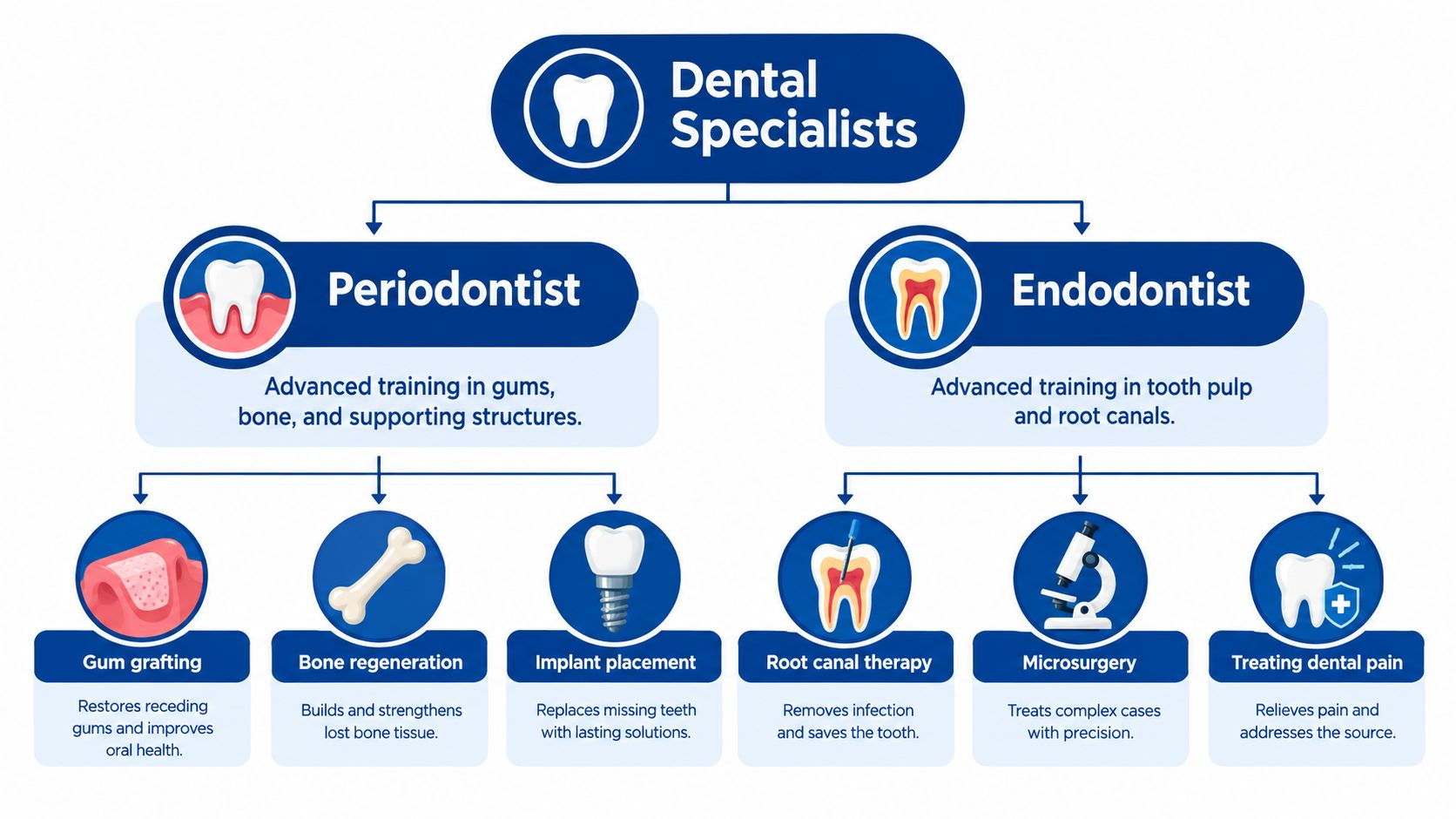 A diagram illustrating the specialized roles of periodontists and endodontists within the field of dentistry.