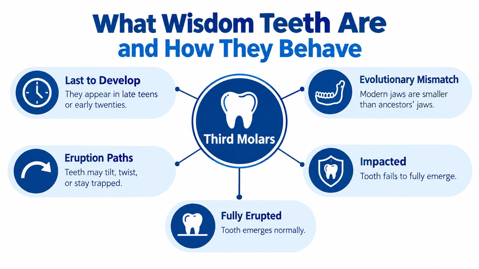 An infographic illustrating the developmental and behavioral characteristics of third molars, commonly known as wisdom teeth.